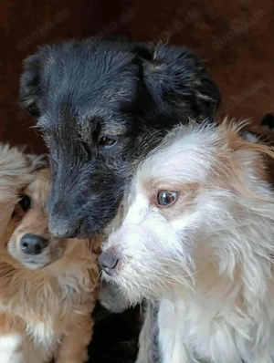 Sansa sucht ihre Menschen Bild 4