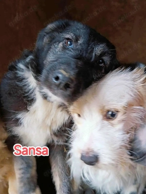 Sansa sucht ihre Menschen