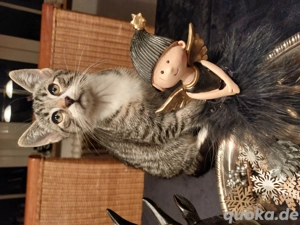 Kleine Mäusefänger