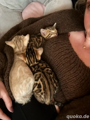 Bengal kitten, Katze, reinrassig 