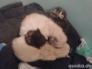 Siam Perser Mix Kitten sind auf der Suche nach einem Zuhause 