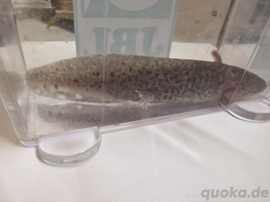 Axoltol zu verkaufen (2)