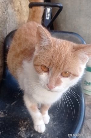 Junge Katzen vom Bauernhof 