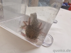 Axolotl zu verkaufen (5)