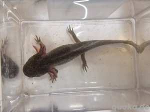Axolotl zu verkaufen (6)