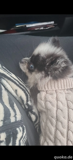 Pomeranian Zwergspitz Hündin  Bild 2