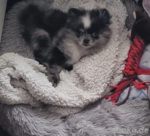 Pomeranian Zwergspitz Hündin  Bild 3