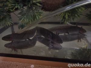Axolotl zu verkaufen (8) 