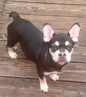 Französische Bulldoggen Mädchen 6 Monate Schoko Husky 