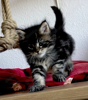 XXL Wunderschöne Maine Coon 3 kater noch frei ab Dezember abzugeben! 