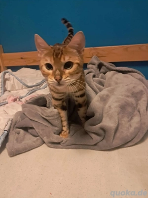 Bengalkatze