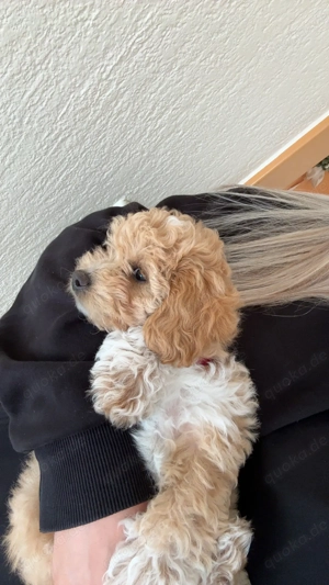 Maltipoo Welpe Toffee 