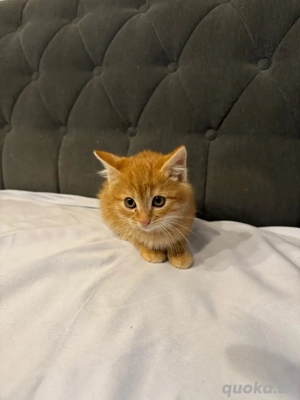 Kätzchen in gute Hände abzugeben