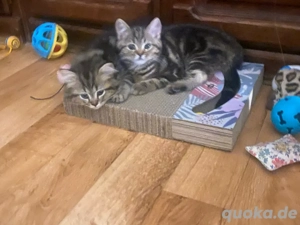 Britische lang und kurzhaar kitten