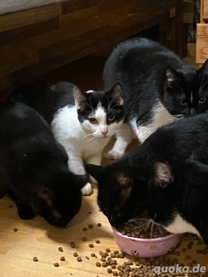 zu verschenken wg Trennung und Umzug. 