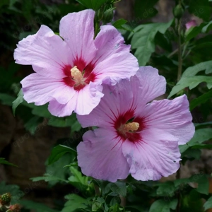 Hibiskus-Samen, Rosen-Eibisch, wunderschöne Blüte, Rosa   Pink