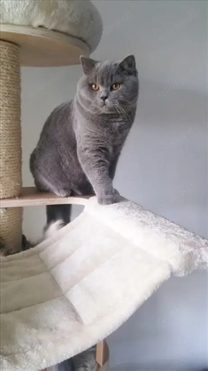 Niedliches reinrassiges Britisch Kurzhaar-Kätzchen 