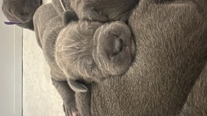 Welpen sind zur Welt am 2 November verfügbar 2 Weibchen 1 Rüde 