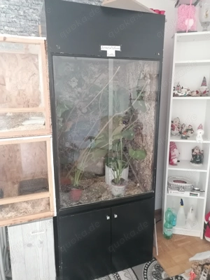 Chamäleon mit Terrarium 