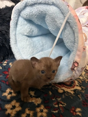 Wunderschöne 4 Burma Kätzchen zu verkaufen! 