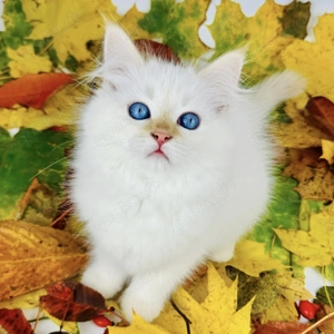 Neva Masquerade katzen Bild 2