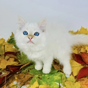 Neva Masquerade katzen Bild 3