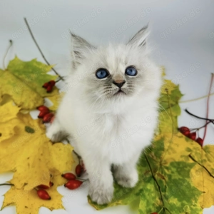 Neva Masquerade katzen Bild 4