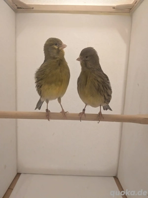 Kanarienvögel Fife Fancy