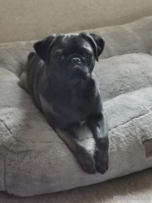 Einjährige Mops Dame abzugeben