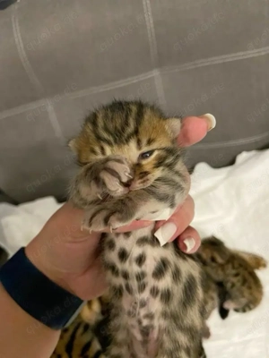 Zwei Bengalkätzchen haben wunderschöne Junge bekommen.