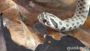 Axanthic het Toffee 2025 Bild 3