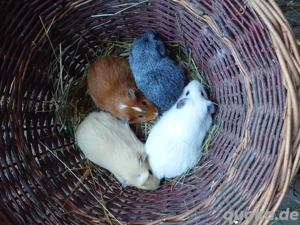 Meerschweinchen männlich 