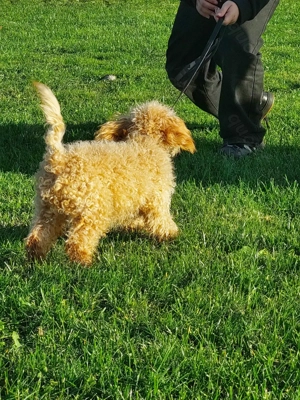 Die coolsten Zwergpudel Babys suchen ihren perfekten Partner  Bild 2