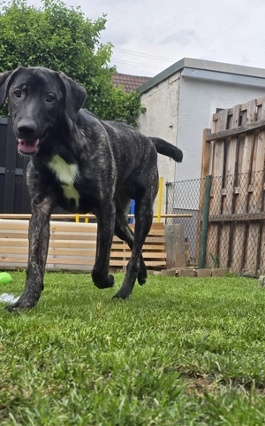 Schöner 1 jähriger Hütehund Rüde