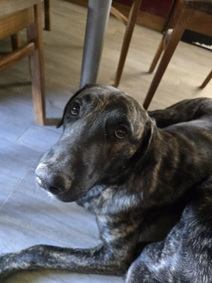 Schöner 1 jähriger Hütehund Rüde Bild 6