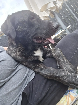 Schöner 1 jähriger Hütehund Rüde Bild 7