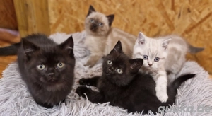 Wunderschöne Reinrassige BKH Kitten 