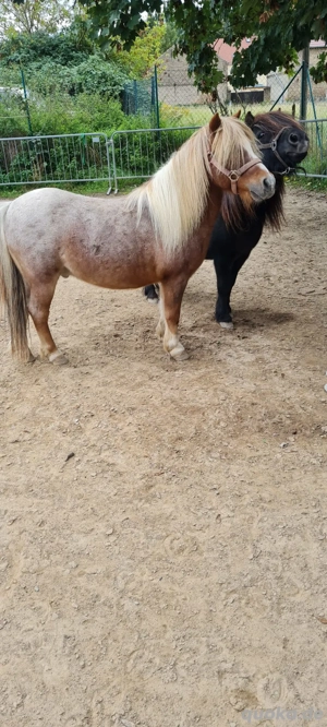 Shetland Ponys