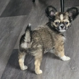 chiot chihuahua de race pure 