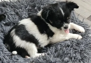 Reinrassiger Chihuahua-Welpe in bester Gesundheit 