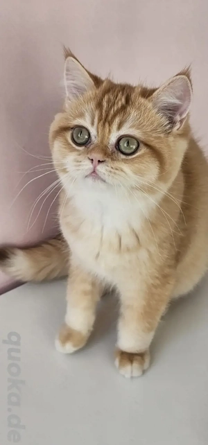 BKH Kitten mit Stammbaum