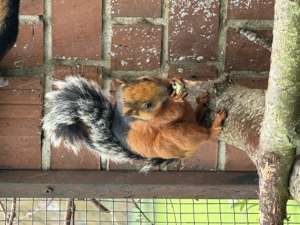 Atrirufus 1.2 Zuchtpaar