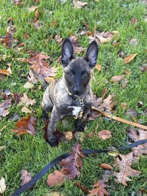 Bildhübsche X-Herder Welpin 