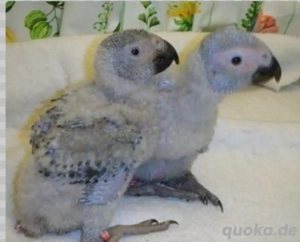 Baby-Graupapagei, super süß