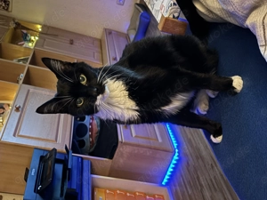 Suche liebevollen Spielkameraden 