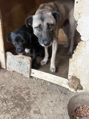 BLACKY - schwarze Schönheit (wartet in Rumänien) Bild 6