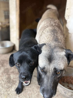 BLACKY - schwarze Schönheit (wartet in Rumänien) Bild 3