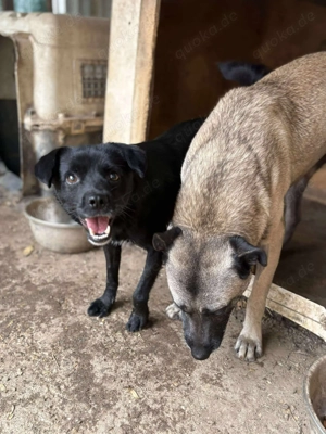 BLACKY - schwarze Schönheit (wartet in Rumänien) Bild 4