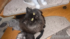 Blh kater 6 mon alt .