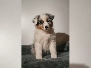 Wundervollee Australian Shepherd Welpen!!